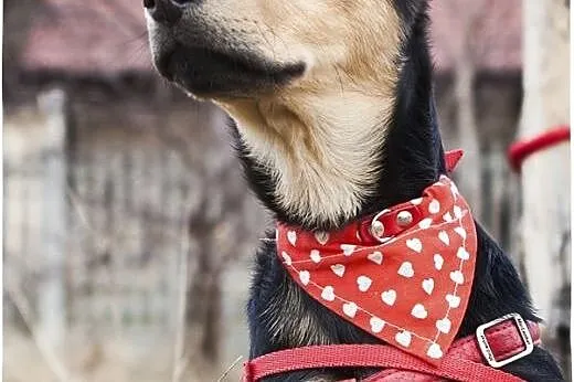 NICO-przeuroczy ROZKOSZNY psi DZIECIAK do adopcji,