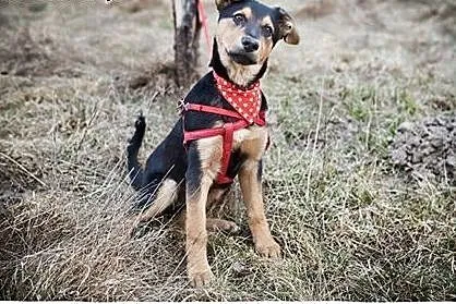 NICO-przeuroczy ROZKOSZNY psi DZIECIAK do adopcji,