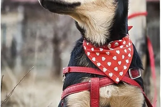 NICO-przeuroczy ROZKOSZNY psi DZIECIAK do adopcji,