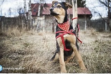 NICO-przeuroczy ROZKOSZNY psi DZIECIAK do adopcji,