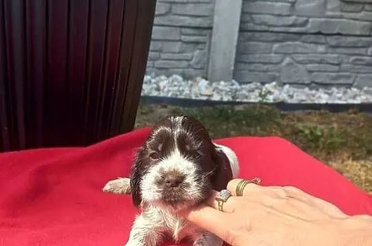 Cocker Spaniel Angielski Suczka