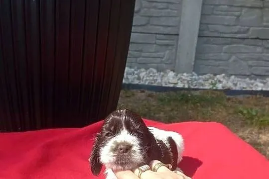 Cocker Spaniel Angielski Suczka, Wielkopolskie, Jutrosin