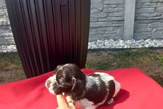 Cocker Spaniel Angielski Suczka, Wielkopolskie, Jutrosin