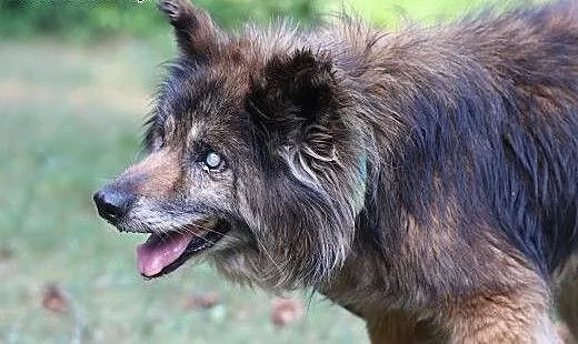 Marcyś do adopcji, śląskie Gliwice, Śląskie, Gliwice
