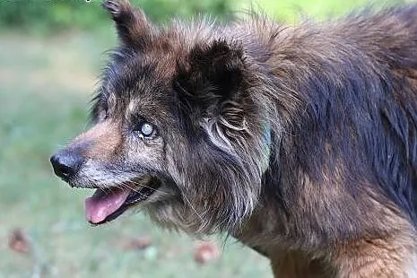 Marcyś do adopcji,  śląskie Gliwice, Śląskie, Gliwice