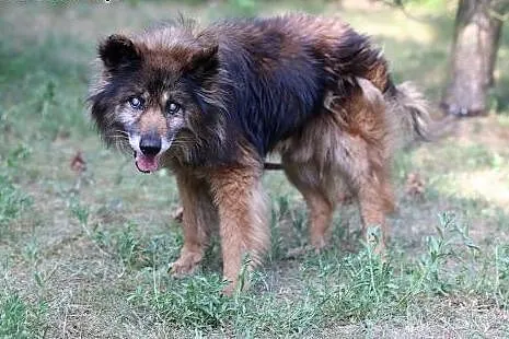 Marcyś do adopcji,  śląskie Gliwice, Śląskie, Gliwice