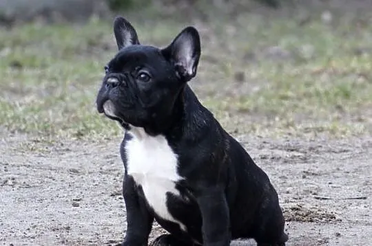 Buldog Francuski (samczyk) ZKwP (FCI)