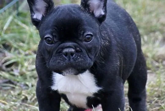 Buldog Francuski (samczyk) ZKwP (FCI)