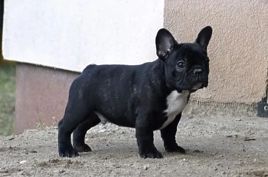 Buldog Francuski (samczyk) ZKwP (FCI)