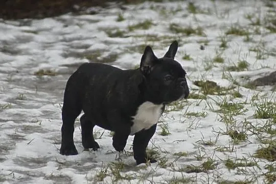 Buldog Francuski (samczyk) ZKwP (FCI)