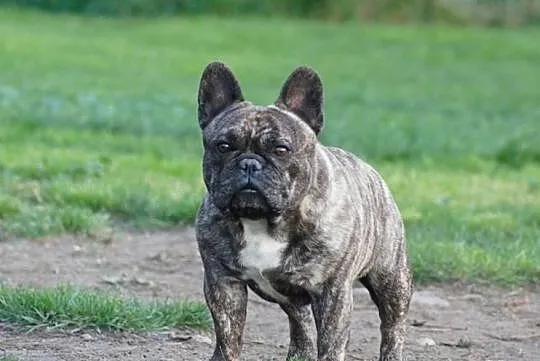 Buldog Francuski (samczyk) ZKwP (FCI)