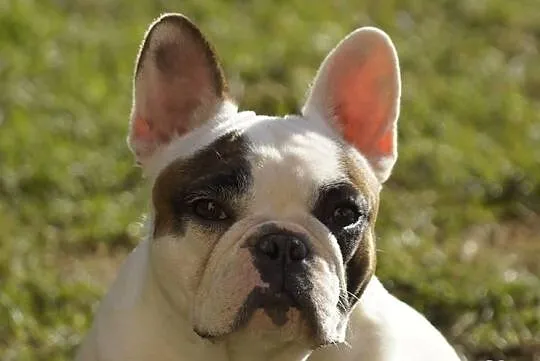 Buldog Francuski (samczyk) ZKwP (FCI)