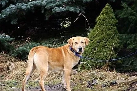 Rajner w typie labradora szuka rodziny,  świętokrz