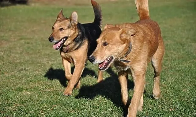 Rubin i Raja - dobrana para! Adoptuj przyjaciół
