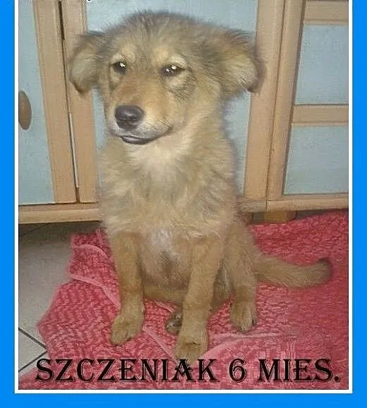 Owczarek szkocki mix,szczeniak,suczka średnia NULA