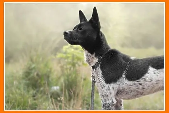 10 kg,2 lata,łagodny psiak FENEK,cichy,spokojny,łagodny_Adopcja_