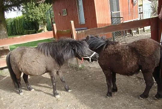 Sprzedam kuce szetlandzkie , Mała Wieś Dolna