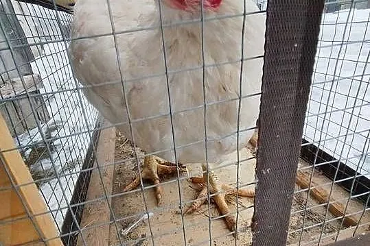Kurczak mięsny brojer, Kujawsko-pomorskie, Szubin
