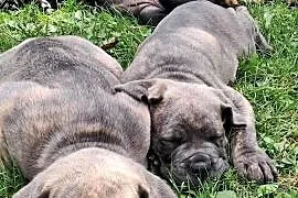 Urocze Cane Corso