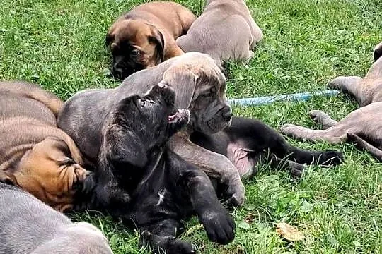 Urocze Cane Corso, Świętokrzyskie, Ostrowiec Świętokrzyski
