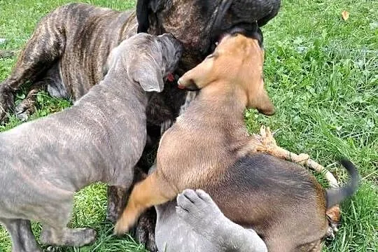 Urocze Cane Corso, Świętokrzyskie, Ostrowiec Świętokrzyski