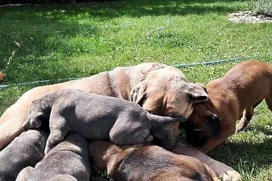 Urocze Cane Corso, Świętokrzyskie, Ostrowiec Świętokrzyski