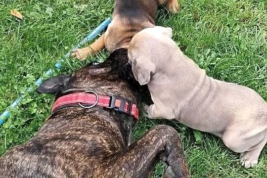Urocze Cane Corso, Świętokrzyskie, Ostrowiec Świętokrzyski
