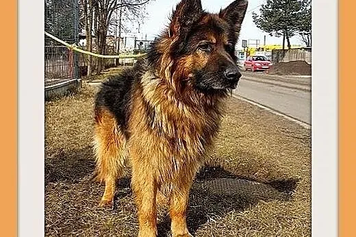 MAKSYM,owczarek niem.długowłosy,przyjazny,w schronisku.ADOPCJA,  dolnośląskie Wrocław