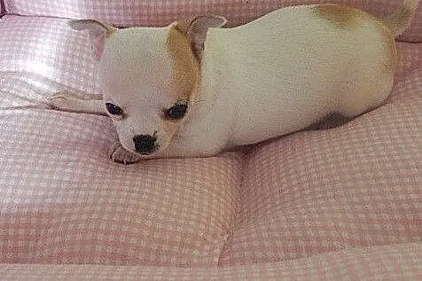 Chihuahua słodka suczka,  dolnośląskie Wrocław