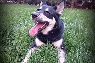 NUGAT- młody, aktywny pies mix owczarka do adopcji,  łódzkie Łódź