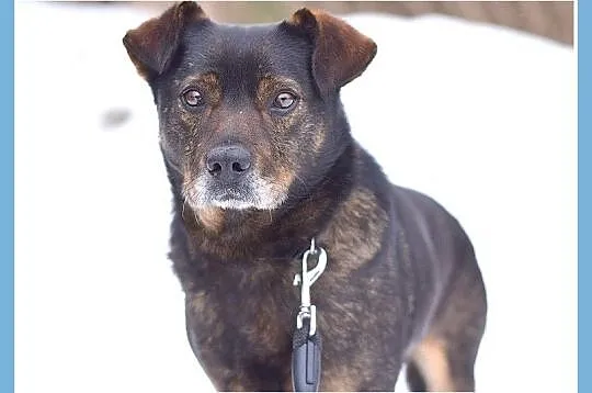 Średni 16 kg, łagodny,towarzyski, przytulaśny piesek BORO_Adopcja