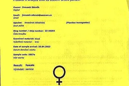 Barwinka białobrzucha samiczka, Mazowieckie, Marki