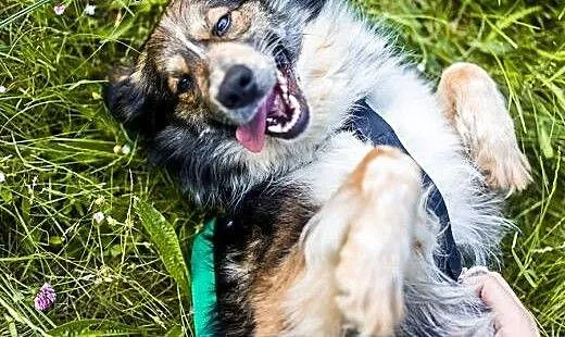 Mloda sunia mieszaniec Borderka, dolnośląskie Wał