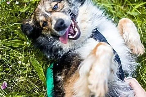 Mloda sunia mieszaniec Borderka, dolnośląskie Wałbrzych