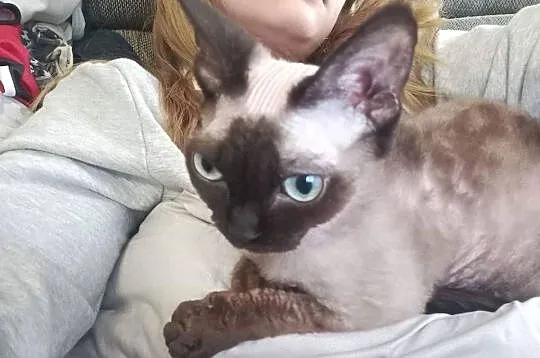 Kot devon rex 4 lata
