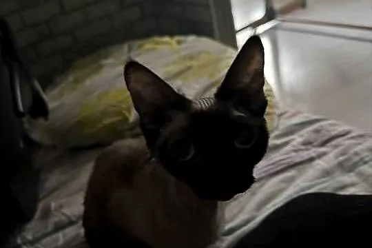 Kot devon rex 4 lata, Łódzkie, Łódź