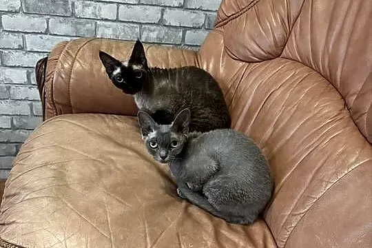 Kot devon rex 4 lata, Łódzkie, Łódź