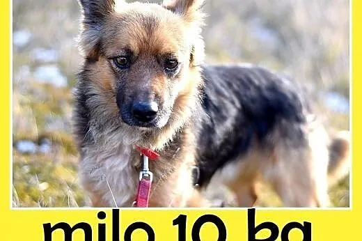 10kg,krótkie łapki,łagodny,wesoły piesek MILO.Adopcja, śląskie Katowice