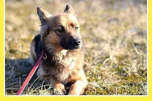 10kg,krótkie łapki,łagodny,wesoły piesek MILO.Adop