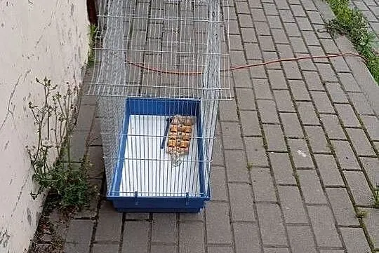 Klatka dla ptaków wraz z akcesoriami i całym wyposażeniem, Pomorskie, Starogard Gdański