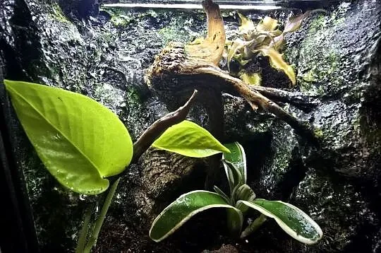 Terrarium tropikalne z wyposażeniem 20x20x20