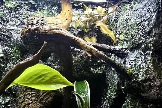Terrarium tropikalne z wyposażeniem 20x20x20, Wielkopolskie, Ostrów Wielkopolski