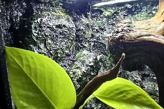 Terrarium tropikalne z wyposażeniem 20x20x20, Wielkopolskie, Ostrów Wielkopolski