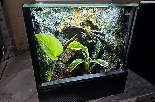 Terrarium tropikalne z wyposażeniem 20x20x20, Wielkopolskie, Ostrów Wielkopolski