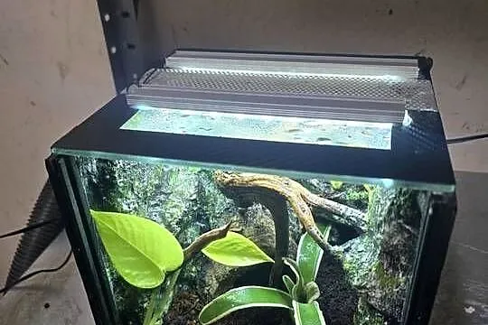 Terrarium tropikalne z wyposażeniem 20x20x20, Wielkopolskie, Ostrów Wielkopolski
