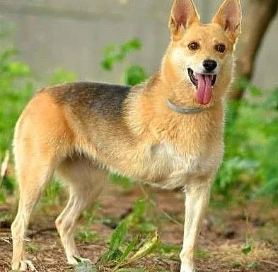 FABIA - 5 letnia, wesoła i kochana trójłapka do adopcji, Mazowieckie, Warszawa