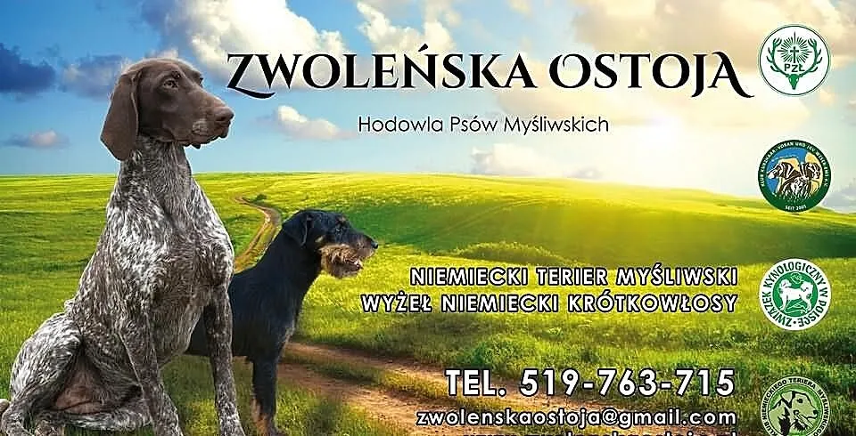 JAGDTERIER szczeniaki SPRZEDAM niemiecki terier my
