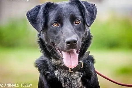 OTOZ Animals - Viva - wesoła, młoda suczka o wielkim sercu!,  pomorskie Tczew