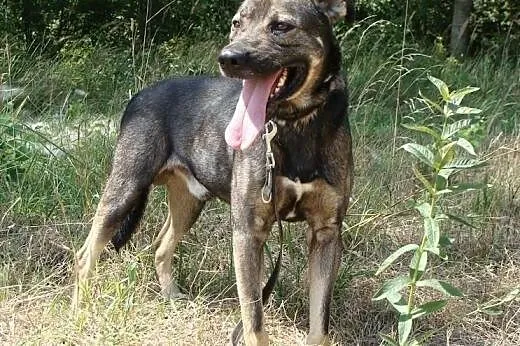 Gucio kocha człowieka mocniej niż myślisz...,  maz