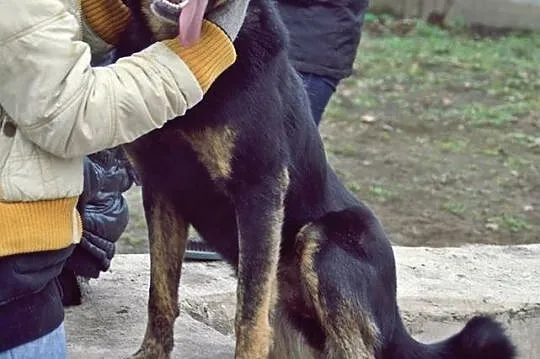 Największy pieszczoch na świecie, łagodny Gabor
